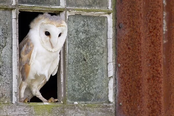 Barn Owl (Tyto alba) adult, standing at window of rusting corrugated iron shed, Berwickshire, Scottish Borders