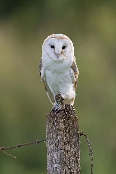 Barn Owl (Tyto alba) adult, with Wood Mouse (Apodemus sylvaticus) prey in talons, perched on fencepost