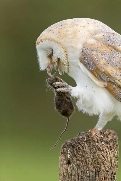 Barn Owl (Tyto alba) adult, with Wood Mouse (Apodemus sylvaticus) prey in talons, perched on fencepost