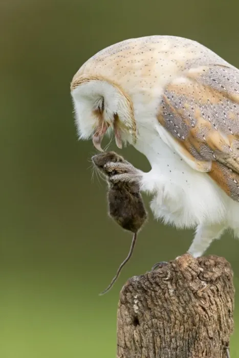 Framed Print : Barn Owl (Tyto alba) adult, with Wood Mouse (Apodemus sylvaticus) prey in talons, perched on fencepost Framed Print : Barn Owl (Tyto alba) adult, with Wood Mouse (Apodemus sylvaticus) prey in talons, perched on fencepost