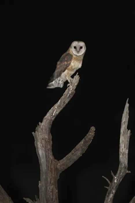 Framed Print : Barn Owl (Tyto alba affinis) adult, perched on branch of dead tree at night, Pilanesberg N. P. North West Province, South Africa Framed Print : Barn Owl (Tyto alba affinis) adult, perched on branch of dead tree at night, Pilanesberg N. P. North West Province, South Africa