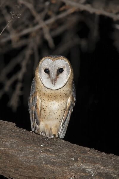 Barn Owl (Tyto alba affinis) adult, perched on branch at night, Pilanesberg N. P. North West Province, South Africa