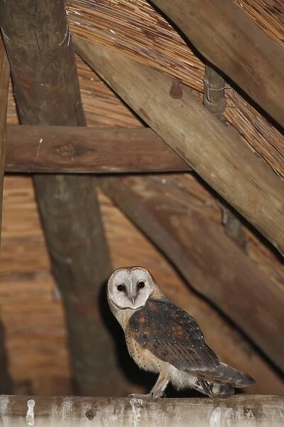 Barn Owl (Tyto alba affinis) adult, perched on beam at night, Pilanesberg N. P. North West Province, South Africa