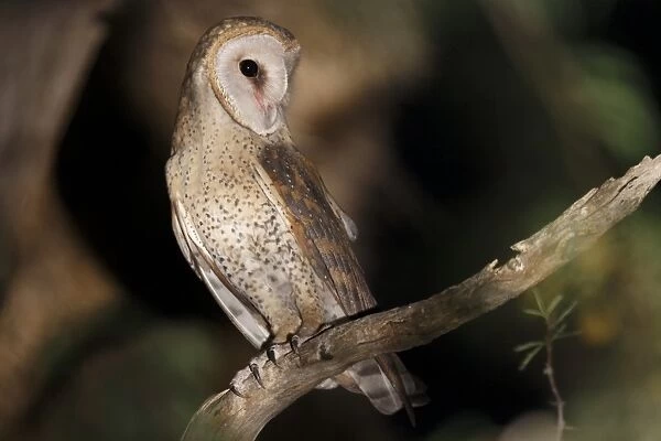 Barn Owl (Tyto alba affinis) adult, perched on branch, spotlit at night, Kgalagadi Transfrontier Park
