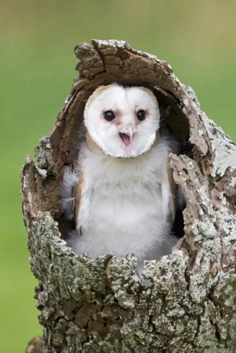 Framed Print : Barn Owl (Tyto alba) chick, calling, perched in hollow trunk, August (captive)