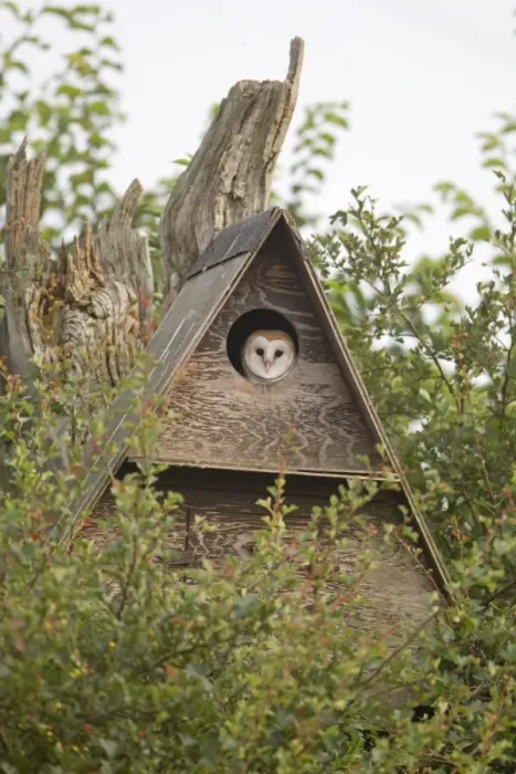 Framed Print : Barn Owl (Tyto alba) chick, looking out from nestbox, Suffolk, England, July Framed Print : Barn Owl (Tyto alba) chick, looking out from nestbox, Suffolk, England, July