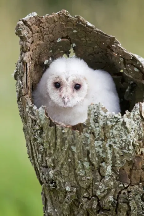 Framed Print : Barn Owl (Tyto alba) chick, perched in hollow trunk, July (captive) Framed Print : Barn Owl (Tyto alba) chick, perched in hollow trunk, July (captive)