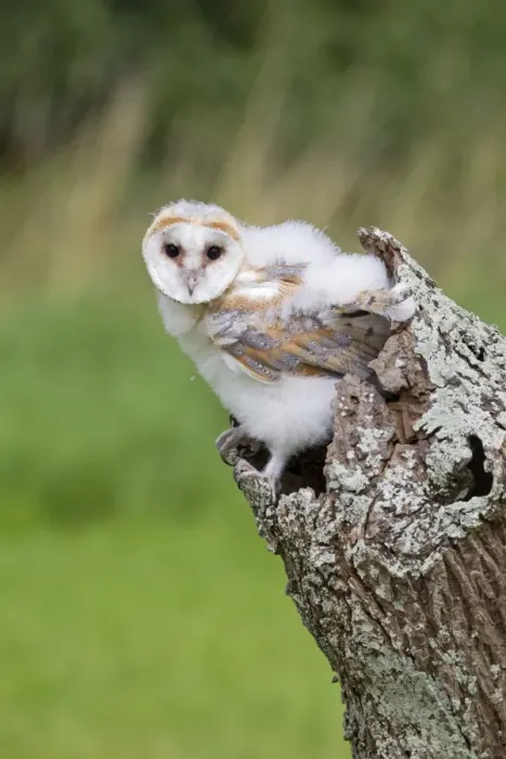 Framed Print : Barn Owl (Tyto alba) chick, perched in hollow trunk, August (captive) Framed Print : Barn Owl (Tyto alba) chick, perched in hollow trunk, August (captive)