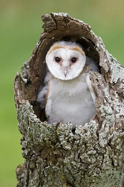 Barn Owl (Tyto alba) chick, perched in hollow trunk, August (captive)
