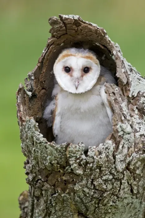 Framed Print : Barn Owl (Tyto alba) chick, perched in hollow trunk, August (captive) Framed Print : Barn Owl (Tyto alba) chick, perched in hollow trunk, August (captive)