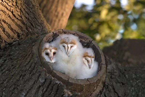 Barn Owl (Tyto alba) three chicks, at entrance to nest in tree stump, waiting for parents return with food, Suffolk, England, june
