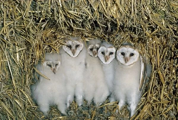 Barn Owl (Tyto alba) five chicks, at nest amongst straw bales in barn, Scotland