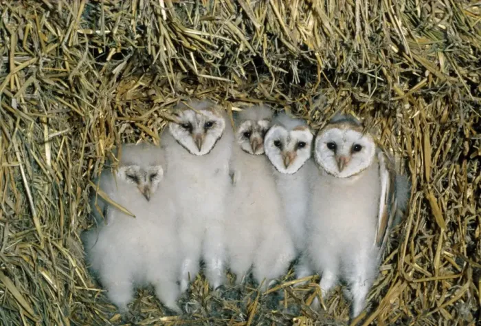 Framed Print : Barn Owl (Tyto alba) five chicks, at nest amongst straw bales in barn, Scotland Framed Print : Barn Owl (Tyto alba) five chicks, at nest amongst straw bales in barn, Scotland