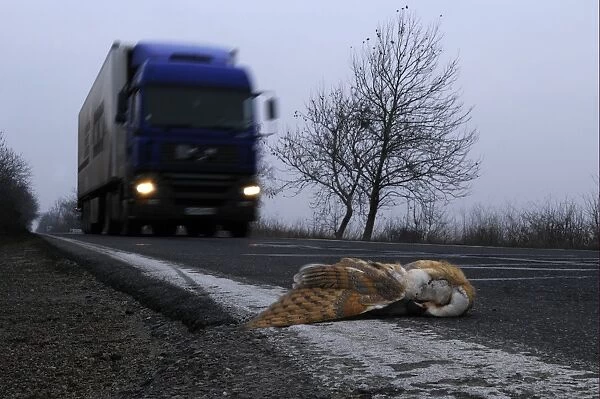 Barn Owl (Tyto alba) dead adult, killed on road with approaching lorry, Bulgaria