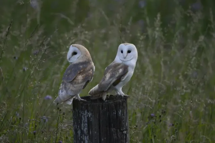 Framed Print : Barn Owl (Tyto alba) two juveniles, recently fledged, standing on post at dusk, Norfolk, England, July