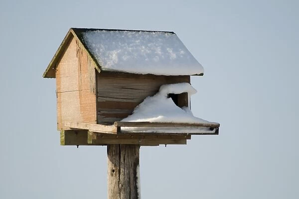 Barn Owl (Tyto alba) nestbox, covered in snow, Crossness Nature Resrve, Bexley, Kent, England, february