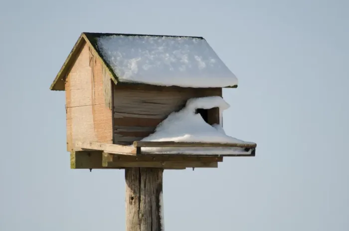 Framed Print : Barn Owl (Tyto alba) nestbox, covered in snow, Crossness Nature Resrve, Bexley, Kent, England, february Framed Print : Barn Owl (Tyto alba) nestbox, covered in snow, Crossness Nature Resrve, Bexley, Kent, England, february