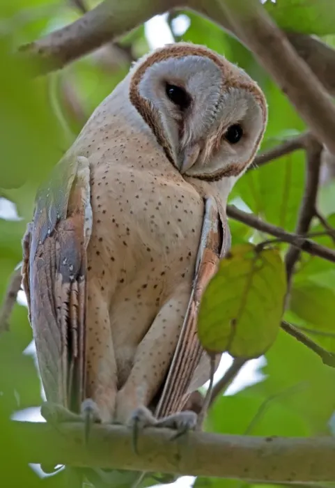 Framed Print : Barn Owl (Tyto alba stertens) adult, perched on branch, Guwahati, Assam, India, january Framed Print : Barn Owl (Tyto alba stertens) adult, perched on branch, Guwahati, Assam, India, january
