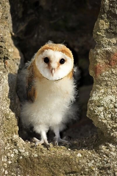 Barn Owl (Tyto alba) young, standing at nest entrance in building, Germany