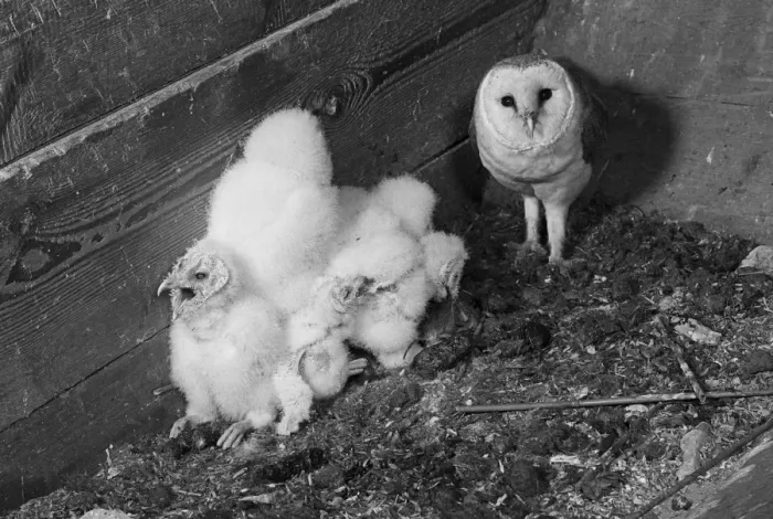 Framed Print : Barn Owl with young in grain hopper, Chillesford Suffolk 1949, by Eric Hosking Framed Print : Barn Owl with young in grain hopper, Chillesford Suffolk 1949, by Eric Hosking