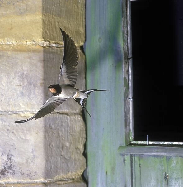 Barn Swallow (Hirundo rustica) adult, in flight from barn window, England
