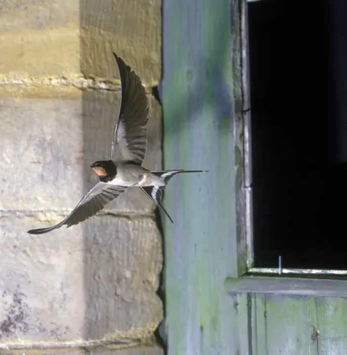 Framed Print : Barn Swallow (Hirundo rustica) adult, in flight from barn window, England Framed Print : Barn Swallow (Hirundo rustica) adult, in flight from barn window, England