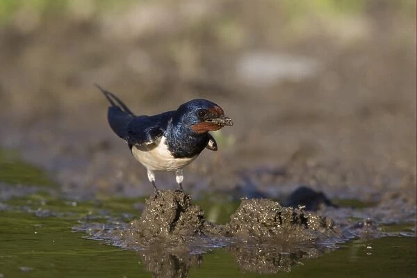 Barn Swallow (Hirundo rustica) adult, collecting mud at edge of pond for nesting material, Bulgaria, may