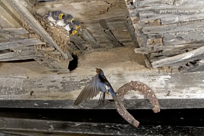 Framed Print : Barn Swallow (Hirundo rustica) adult, in flight, returning to feed begging chicks on nest in barn, England, july Framed Print : Barn Swallow (Hirundo rustica) adult, in flight, returning to feed begging chicks on nest in barn, England, july