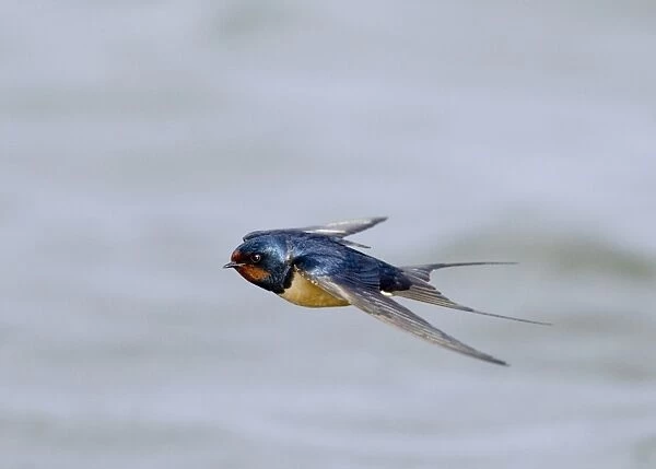 Barn Swallow (Hirundo rustica) adult, in flight over water, Northumberland, England, spring