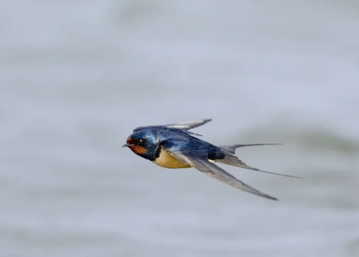 Framed Print : Barn Swallow (Hirundo rustica) adult, in flight over water, Northumberland, England, spring Framed Print : Barn Swallow (Hirundo rustica) adult, in flight over water, Northumberland, England, spring