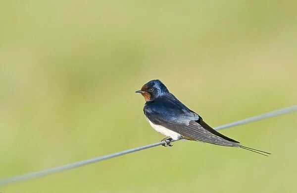 Barn Swallow (Hirundo rustica) adult, perched on wire, Cley, Norfolk, England, may