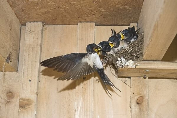 Barn Swallow (Hirundo rustica) adult, feeding young, begging for food, sitting in nest, Cley, Norfolk, England, september