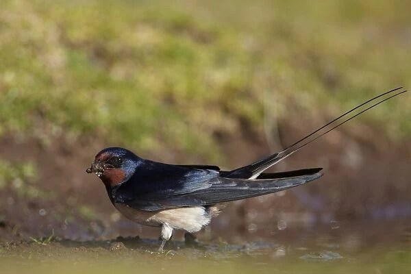 Barn Swallow (Hirundo rustica) adult, collecting mud for nesting material, Pembrokeshire, Wales