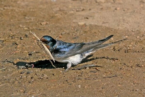 Barn Swallow (Hirundo rustica) adult, collecting mud and stem for nesting material, Baracina, Portalegre District, Alentejo, Portugal, april