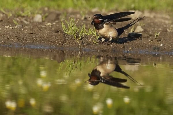 Barn Swallow (Hirundo rustica) adult, collecting mud for nesting material, with reflection at edge of puddle in meadow, Bulgaria