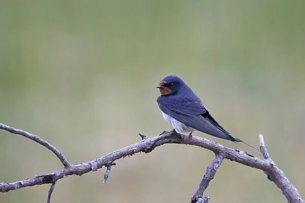 Barn Swallow (Hirundo rustica) adult, perched on branch, Finland, july
