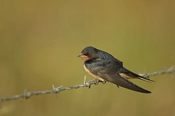 Barn Swallow (Hirundo rustica) adult, perched on barbed wire fence, Cley Marshes Reserve, Cley-next-the-sea, Norfolk, England, july