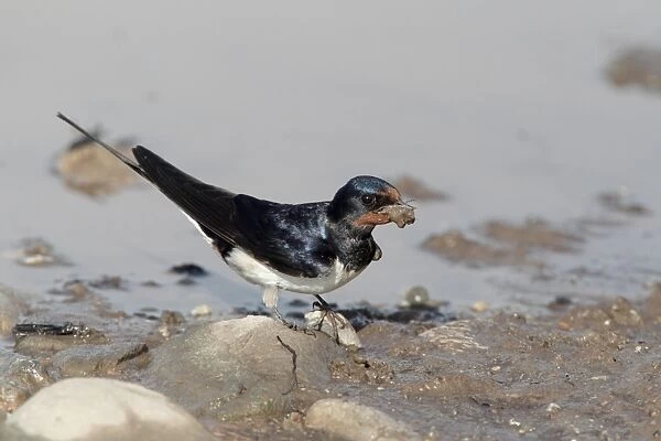 Barn Swallow (Hirundo rustica) adult, collecting mud for nesting material, Bulgaria, may