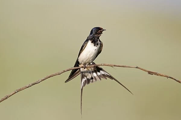 Barn Swallow (Hirundo rustica) adult, with wet plumage and tail fanned, perched on stem, Bulgaria, june