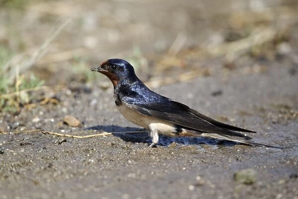 Barn Swallow (Hirundo rustica) adult, collecting mud for nesting material, Bulgaria, june