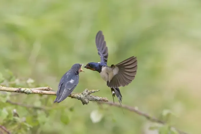Framed Print : Barn Swallow (Hirundo rustica) adult, in flight, feeding fledged young, begging for food on twig, Suffolk, England