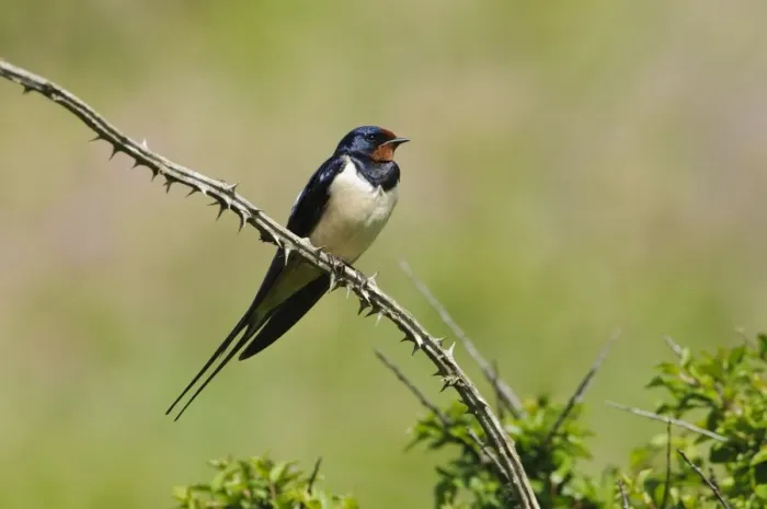 Framed Print : Barn Swallow (Hirundo rustica) adult, perched on bramble stem, Martins Haven, Pembrokeshire, Wales, May Framed Print : Barn Swallow (Hirundo rustica) adult, perched on bramble stem, Martins Haven, Pembrokeshire, Wales, May