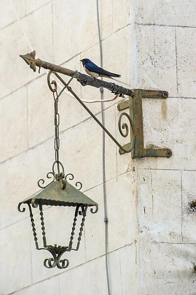 Barn Swallow (Hirundo rustica) adult, resting on lantern fixed to building, Matera Province, Basilicata, Italy, April