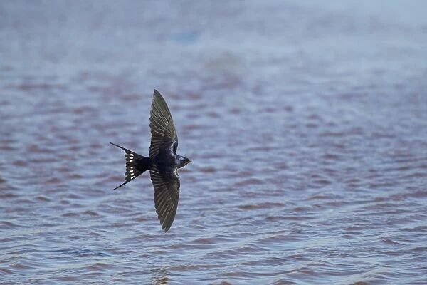 Barn Swallow (Hirundo rustica) adult, in flight over water, Guernsey, Channel Islands, May