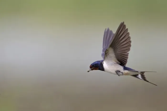 Framed Print : Barn Swallow (Hirundo rustica) adult female, in flight, with beak full of insect food, Minsmere RSPB Reserve, Suffolk, England, july Framed Print : Barn Swallow (Hirundo rustica) adult female, in flight, with beak full of insect food, Minsmere RSPB Reserve, Suffolk, England, july