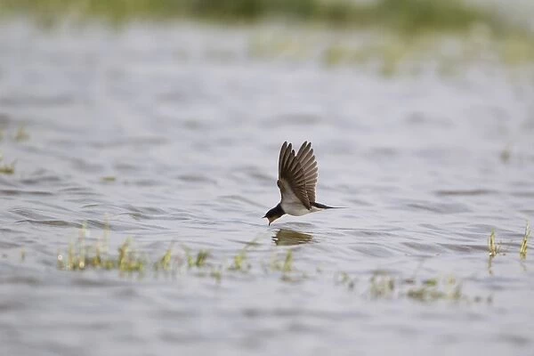 Barn Swallow (Hirundo rustica) adult female, in flight over water, drinking, Suffolk, England, August