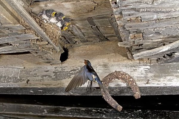 Barn Swallow (Hirundo rustica) adult, in flight, returning to feed begging chicks on nest in barn, England, july