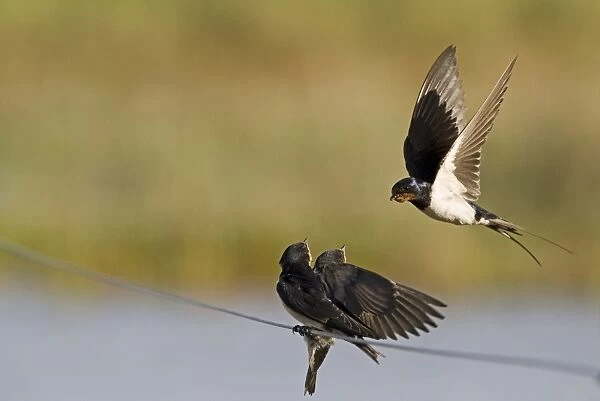 Barn Swallow (Hirundo rustica) adult, in flight, feeding fledged young, begging for food, Cley, Norfolk, England, september