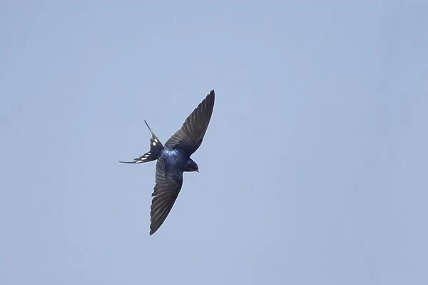 Barn Swallow (Hirundo rustica) adult, in flight, Minsmere RSPB Reserve, Suffolk, England