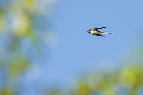 Barn Swallow (Hirundo rustica) adult, in flight, Grantham, Lincolnshire, England, August